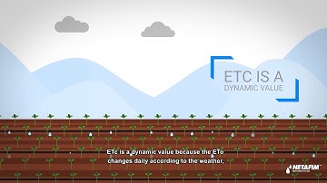 How much to irrigate |  Netafim