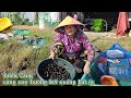 Sáng nay hương bơi xuồng bắt ốc bươu vàng 