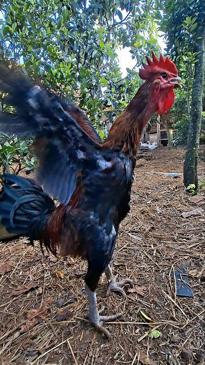 Ayam pelung belajar berkokok #rooster #sound #shortvideo