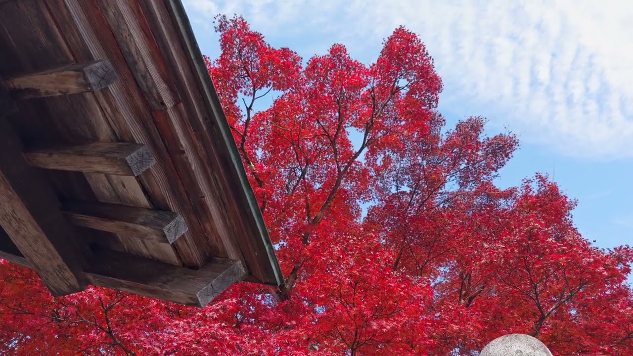 紅葉・茨城県大子町・永源寺のもみじ / 茨城、大子町、もみじ、紅葉、紅葉編 / 【短編動画で見る日本の四季の風景・景色・自然】