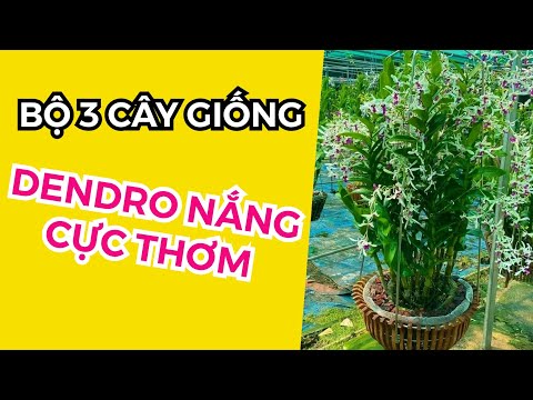Video CÂY GIỐNG DENDRO NẮNG XƯA 25 NGÀN: PENSODA, BÀ LIỄU,... - youtube