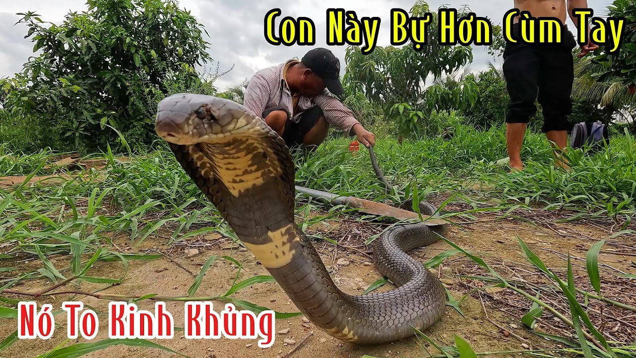 Hết Nói Con Hổ Mang Đất Đen Bóng Nó To Kinh Khủng Quá | Mười Thương SB