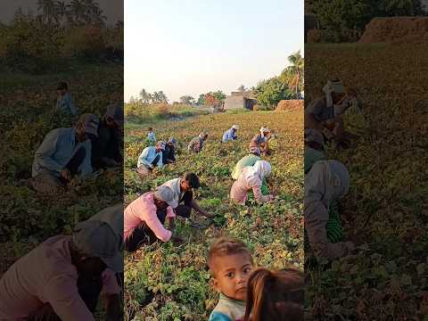 Farm Work🔥#satisfying #shorts