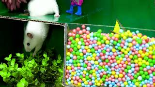 🐹 Hamster Escapes the Rainbow POP IT Maze