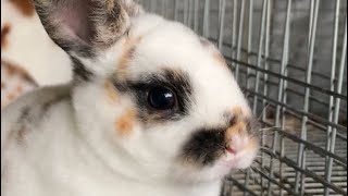Rabbit updates! #MiniRex #Rabbits #Bunny