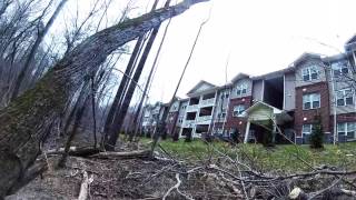 The Huge Leaning Half-Way Dead Maple Tree - Part 3