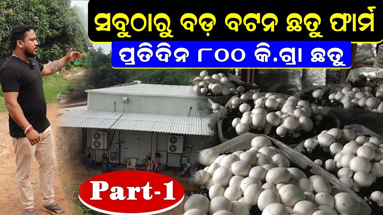 ଓଡ଼ିଶାରେ ବଡ଼  ଧରଣର ବଟନ ଛତୁ ଚାଷ || Part-1 || How To Start Button Mushroom Farming In Odisha.