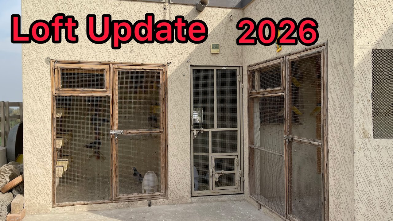 Racing Pigeons Breeding loft update 2026