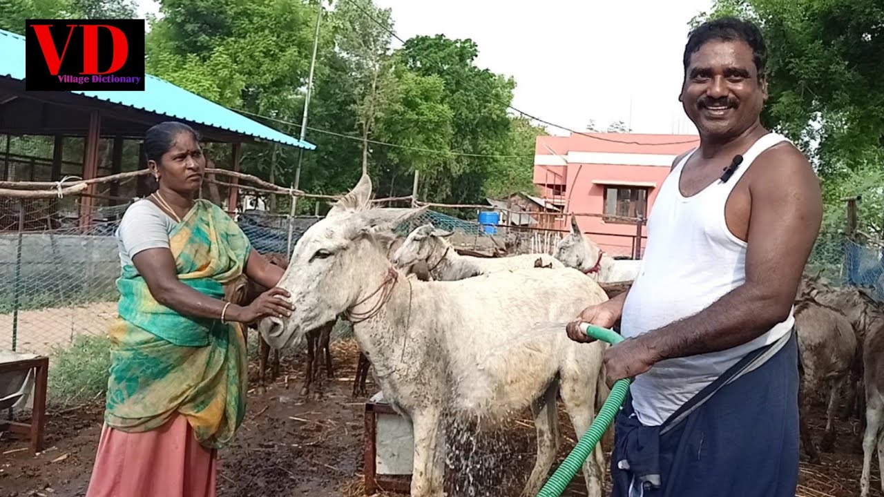 Donkey Bathing|Integrated Farm|India|Banho de Burro|อาบน้ำลา|驢洗澡|Baignade des ânes|Esel Baden