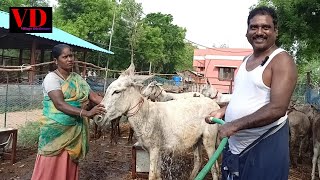 Donkey Bathingintegrated Farmindiabanho De Burroอาบนำลา驢洗澡Baignade Des Ânesesel Baden