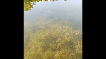 там где живёт водяной!)🐟💦🚣