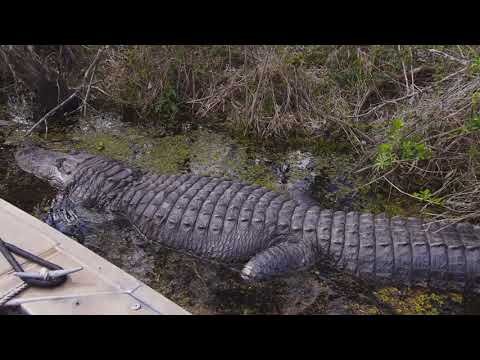 Florida Woman's Close Call with an Alligator