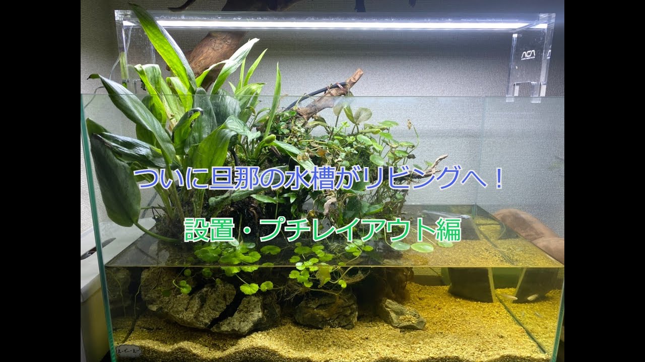 ついに旦那の水槽がリビングへ Youtube ついに旦那の水槽がリビングへ Youtube