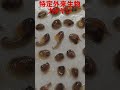 大繁殖！麻機遊水地要注意！特定外来生物カダヤシが一度に産む子供の数は… ≫生物ハンター加藤英明【公式】かとチャン
