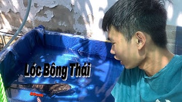 Trải Nghiệm Nuôi Lóc Bông Thái Khủng