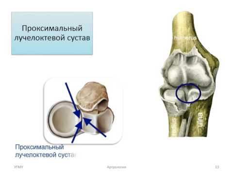 Соединения костей верхней конечности