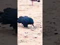 Eating a Plastic Cup or Just Playing..?? 🤨. A Crow 🐦⬛  #wild #sanfrancisco and #shorts