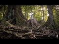 Behind the Scenes - Clouded Leopard