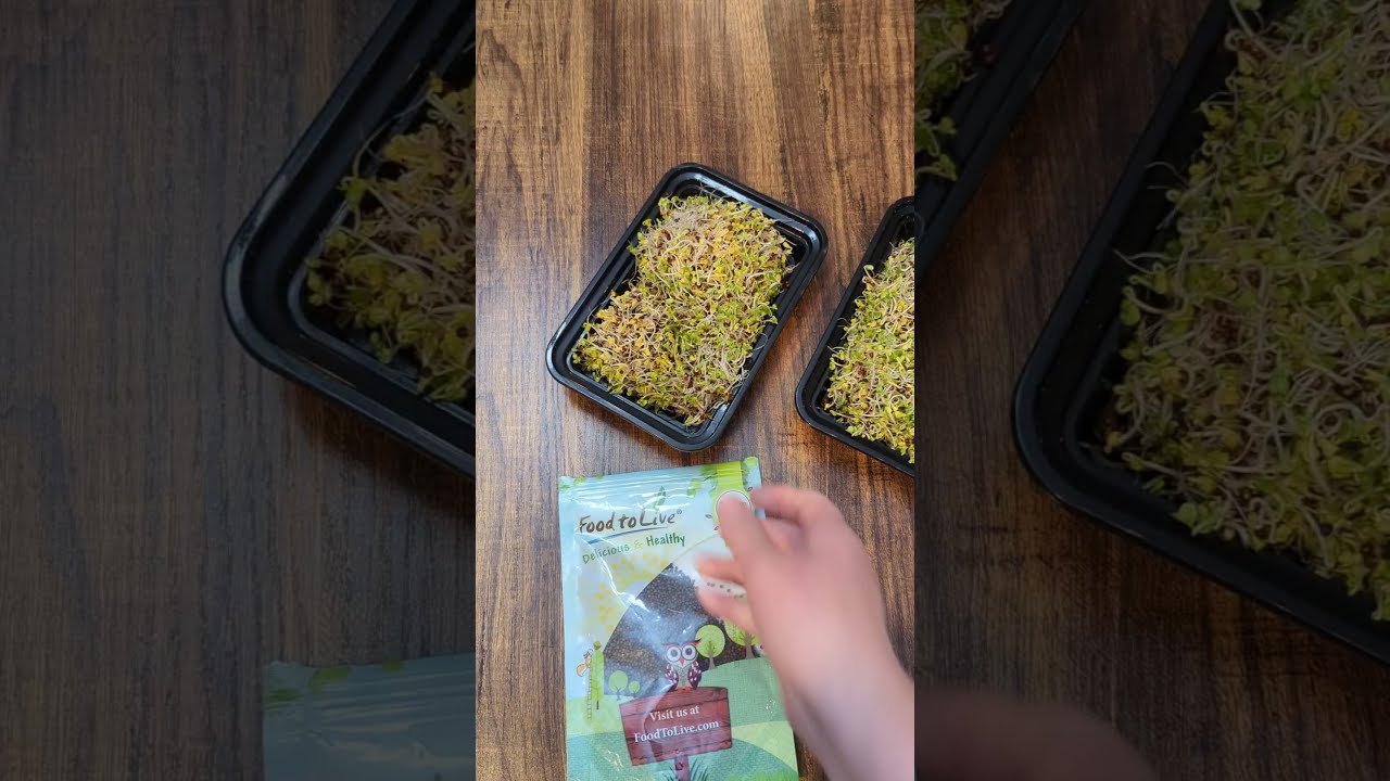 Broccoli Seeds For Sprouting Review