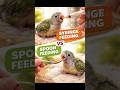 "Syringe vs Spoon 😱""ഇത് തെറ്റായാൽ കുഞ്ഞ് അപകടം!" #petparadise #lovebirds