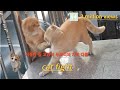 일상생활에서 발견한 고양이싸움 ㅣ Cat Fight 치즈태비 고양이 둘의 자리경쟁 street fight
