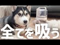 【換毛期】シベリアンハスキーの毛を吸ってくれる秘密兵器を使ってみた!【ZOINGグルーミング掃除機】