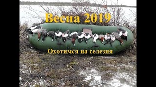 Охота на утку весна 2019. Весений селезень.