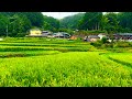 4K Japan Walk A Stormy Day On The Heavy Rice Fields In Osaka 
