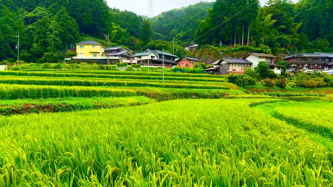 Stromy Rice Field 4K Japan Walk | A Stormy Day on the Heavy Rice Fields in Osaka - YouTube