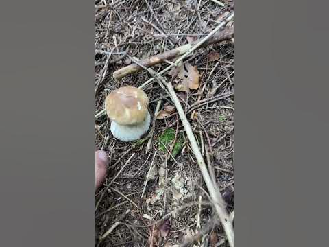 Грибочок як Булочка в осінніх Карпатах🍄🌲😍#білігриби #грибивкарпатах # ...