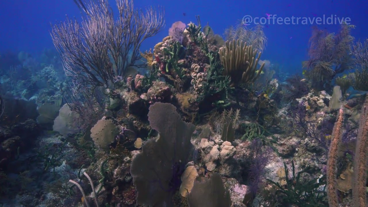 Scuba Diving in Belize Day Five | Liveaboard Aggressor Belize IV | Sony A7RV