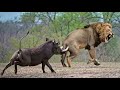 Warthog Guru Takes It Too Far