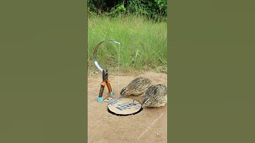 Creative DIY Bird Trap - Quail Trap #easy bird trap #shorts