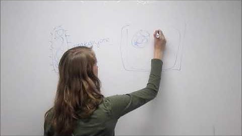 Ribosome Binding Sites intro video