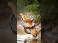 Tiger vs Snake 🐍🔥 #shorts  #wildlife #tiger #nature #viralvideo