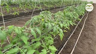 Вирощування томатів в теплиці. Поради по технології | Овочі.Смак успіху