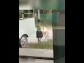 Kuty ne kaat lia 😢 | why dog 🐕 bite him?|#funny #shortfeed #shorts