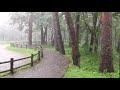 雨の音６０分　　森林公園の遊歩道に降る大粒の雨・自然の音・睡眠・勉強・癒し・耳鳴り睡眠障害に効果大 Tinnitus, rain sounds, white noise, restful sleep