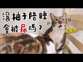 【黃阿瑪的後宮生活】讓柚子陪睡會被尿嗎？