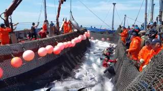 Levantá de atunes   Almadraba de Zahara