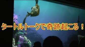 タートルトーク Youtube