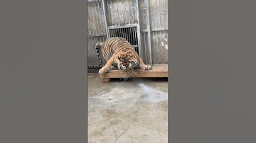 Thumbnail of tiger in angry mood  😡 #animals #tiger