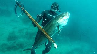 PESCA  SUBMARINA  Pez limón 26 kg a la espera en el estrecho