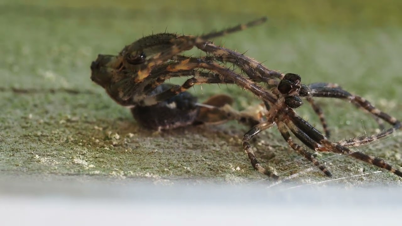 Walnut Orb Weaver (Nuctenea umbratica) Spider Moulting. Shedding its exoskeleton.