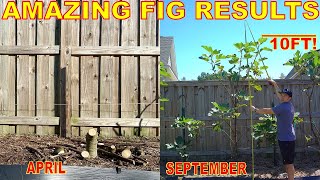How To Grow Fig Trees 10FT In ONE SEASON From Dieback To Harvest [BONUS Fig Orchard Tour]