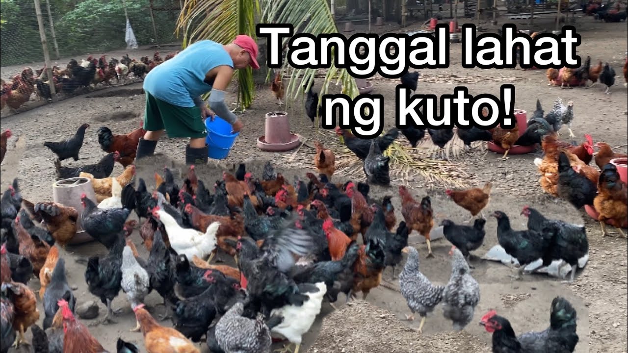TINANGGAL KO LAHAT NG KUTO NG MANOK!
