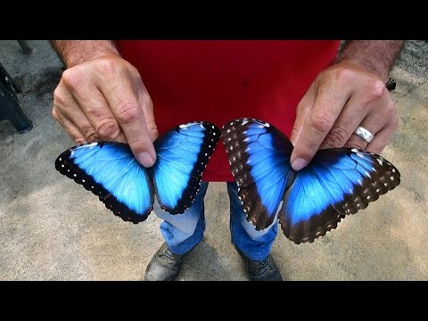 Costa Rica spreads its wings in the butterfly export market | AFP