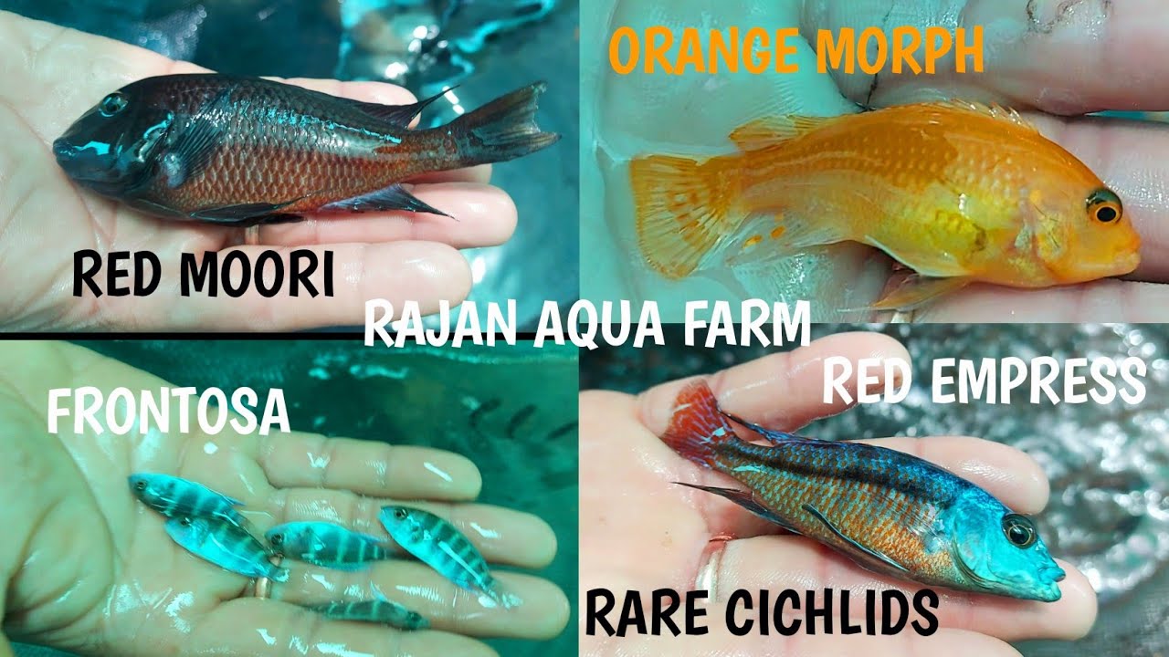 /FRONTOSA/VENUSTUS CICHLID/RED MOORI/HUMPHEAD CICHLID/RAJAN AQUA FARM/TUTICORIN 🐬🐳🐠🐋