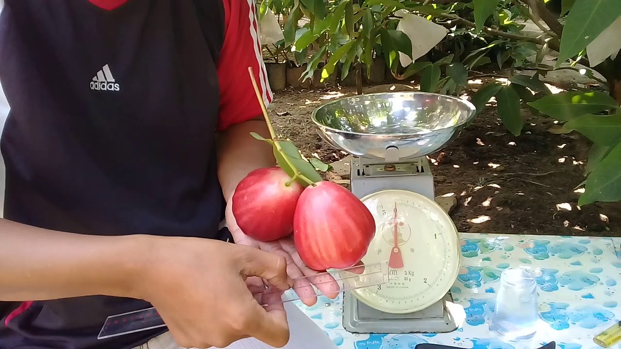 Jambu air red taiwan kwalitas super