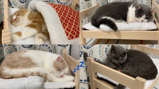 【多頭飼い】ペット用ベットで寝る猫達が可愛い！まったり癒し動画 Cats sleeping on pet beds are cute! Relaxing healing video